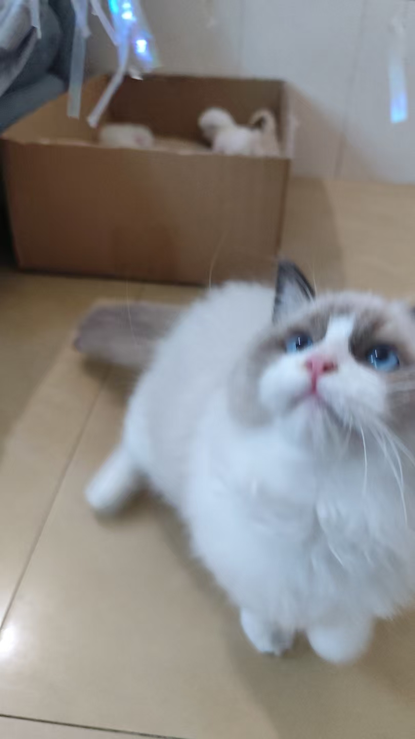 超爆毛的布偶妹妹找主人了，小贵哈